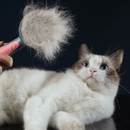 Escova para Gatos | Favorite Pets